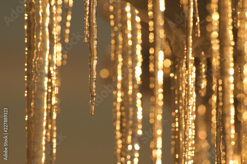 Icicles illuminated by the arctic setting sun