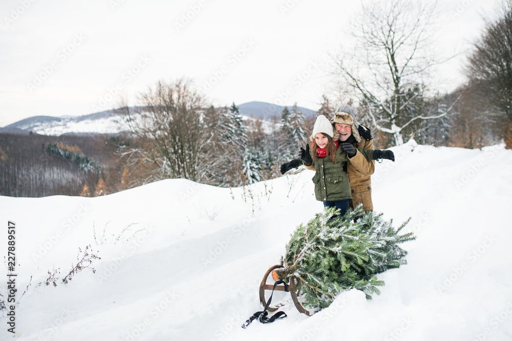 Grandfather and small girl getting a Christmas tree in forest.