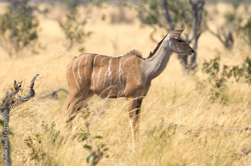 Fototapeta Naklejka Na Ścianę i Meble -  Female greater Kudu in Namibia