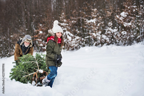 Photography Grandfather and small girl getting a Christmas tree in forest