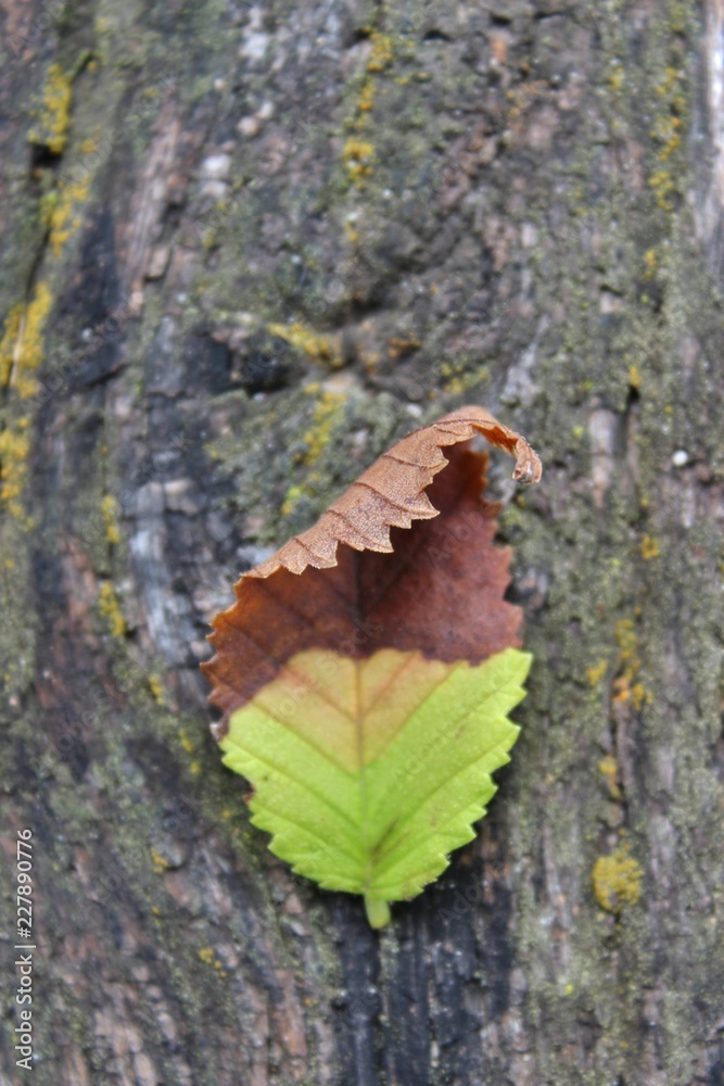 Fall Leaf during Changing Colors on Wooden Background Fall Leaf during Changing Colors on Wooden Background
