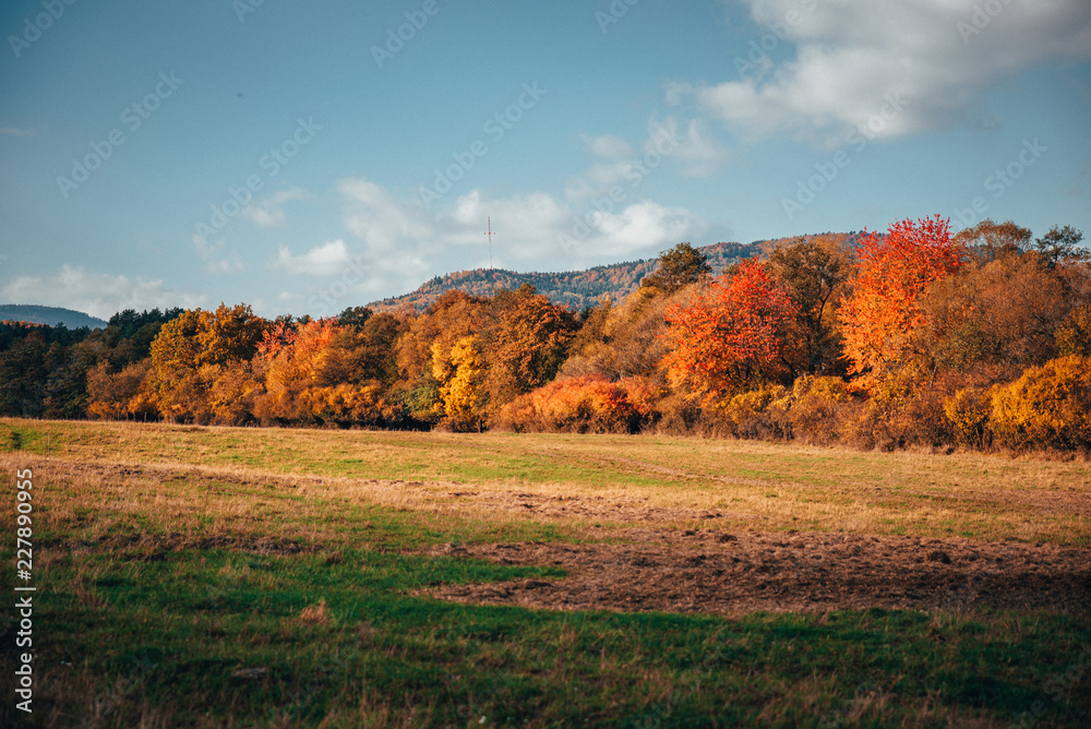 Beautiful orange autumn meadow and trees