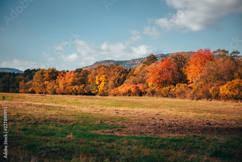 Beautiful orange autumn meadow and trees