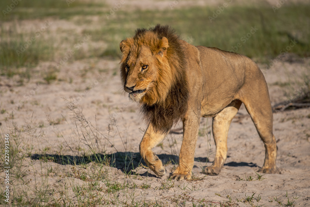 Mighty Lion watching the lionesses who are ready for the hunt in Masai Mara, Kenya (Panthera leo) Mighty Lion watching the lionesses who are ready for the hunt in Masai Mara, Kenya (Panthera leo)