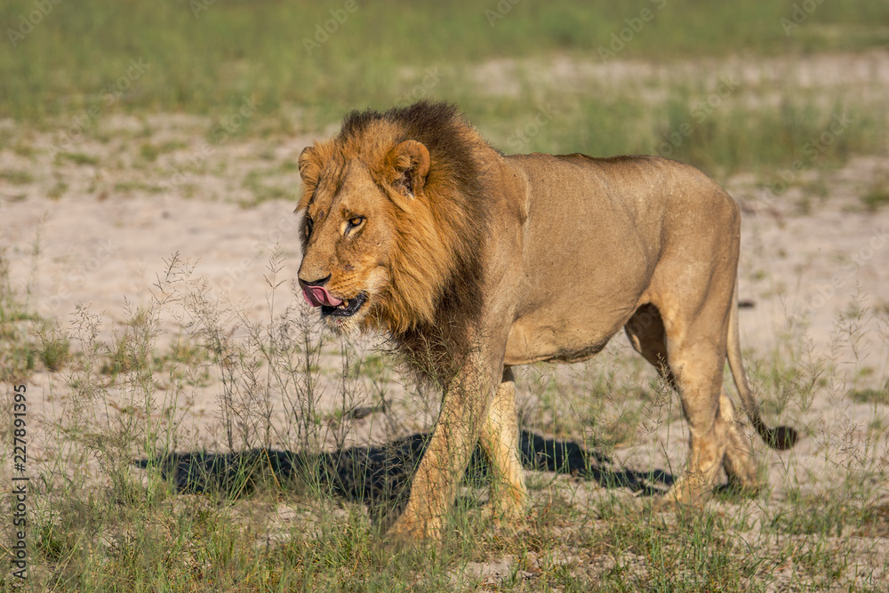 Mighty Lion watching the lionesses who are ready for the hunt in Masai Mara, Kenya (Panthera leo) Mighty Lion watching the lionesses who are ready for the hunt in Masai Mara, Kenya (Panthera leo)