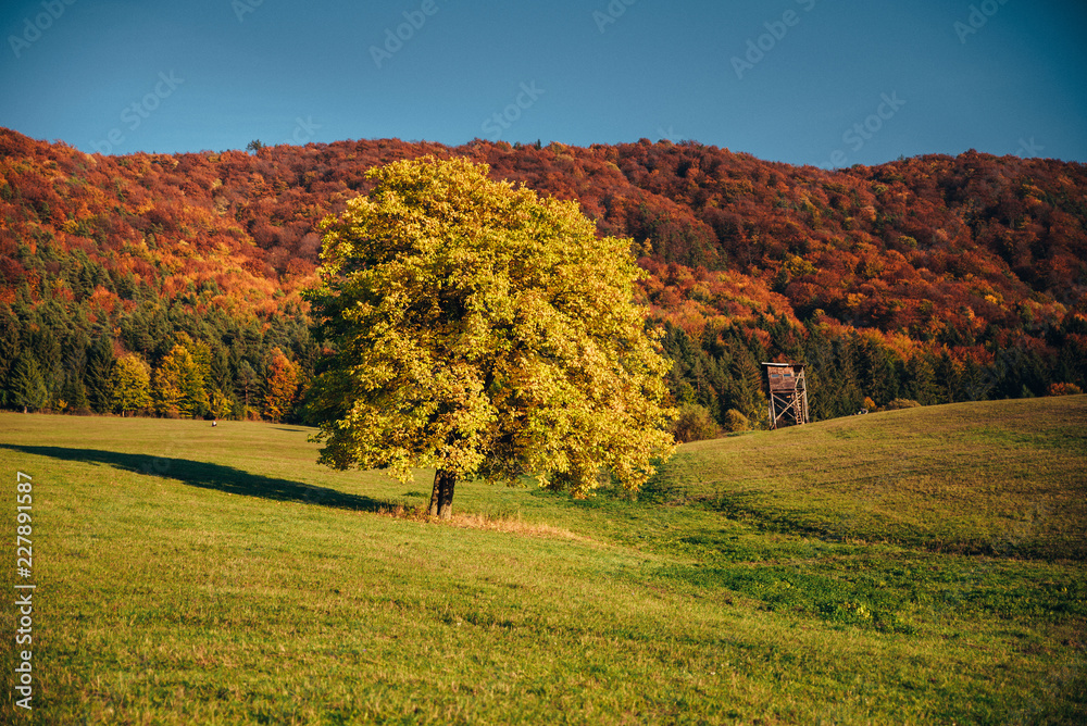 Oak tree in autumn landscape