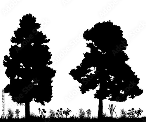 vector  isolated silhouette tree