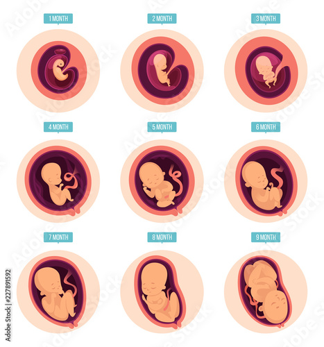 Pregnancy stages. Human growth stages embryo development egg fertility pregnancy stages vector infographic pictures. Illustration of embryo pregnancy, medicine growth stage