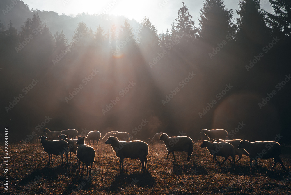 Sheep on morning autumn pasture - obrazy, fototapety, plakaty 