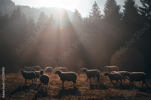 Sheep on morning autumn pasture photo