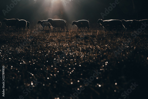 Autumn pasture, sheep in morning light