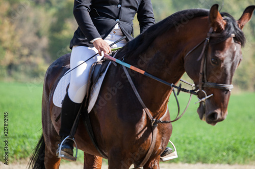 Dressage rider and her horse all set to go in the ring © Rade Lukovic