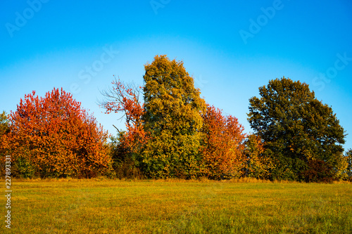 Colorful trees with yellow and green leaves in autumn