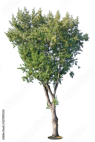 Big old ugly poplar tree isolated on white.
