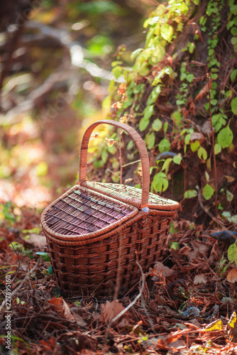 Picnic basket in an autumn forest in sunlight with copy space