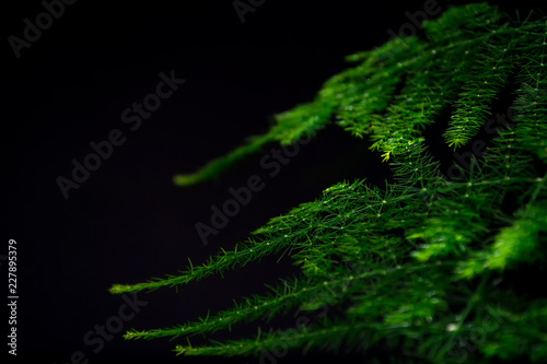 Asparagus plumosus with brightly rich green leaves on a dark background. Long  shallow leaves. A traditional hanging basket plan