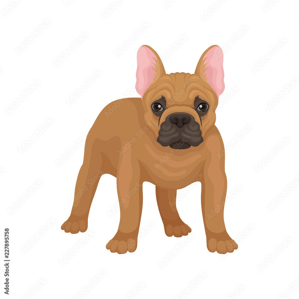Portrait of standing french bulldog, front view. Dog with smooth brown coat, big pink ears and cute muzzle. Flat vector design
