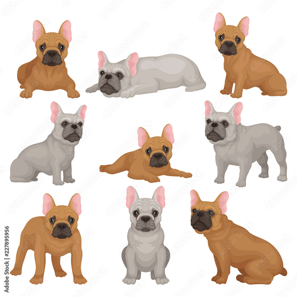 pets at home french bulldog for sale
