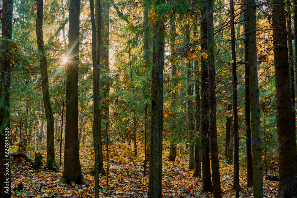 Fototapeta premium colorful autumn in the Park with sun rays