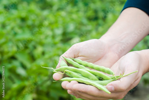 farmer holds fresh beans in hands. french beans. harvest on the field. farming. Agriculture food production.