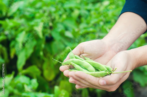 farmer holds fresh beans in hands. french beans. harvest on the field. farming. Agriculture food production.