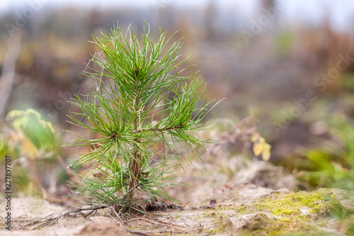 coniferous saplings