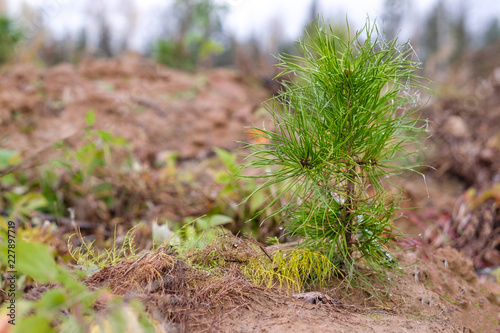 coniferous saplings