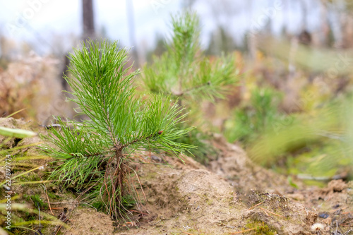 coniferous saplings