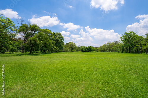 Fototapeta Naklejka Na Ścianę i Meble -  Grass and green trees in beautiful park under the blue sky