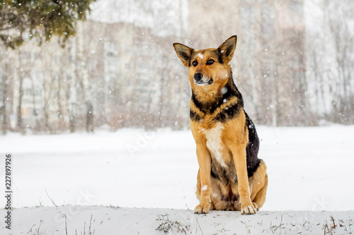 The dog sits on snow in the winter during snowfall_