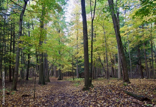 Fototapeta Naklejka Na Ścianę i Meble -  The beautiful Rouge Park in autumn
