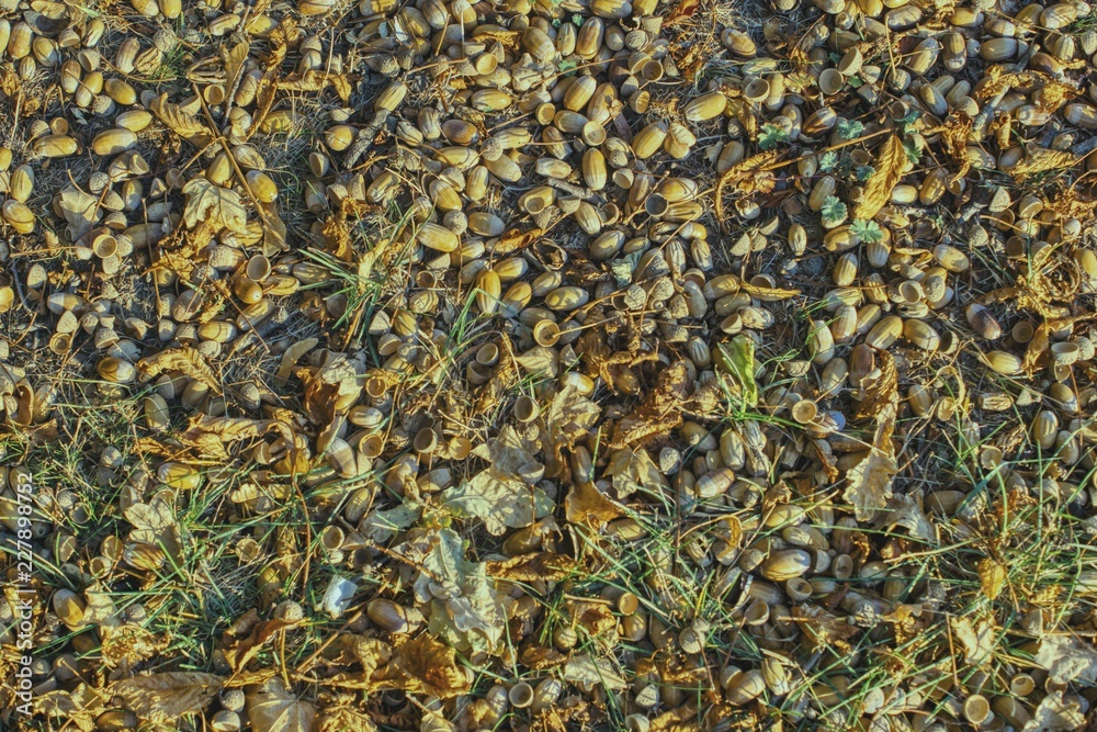 in the autumn, acorns mature and fall from the trees creating a nice looking surface difficult to walk in the autumn, acorns mature and fall from the trees creating a nice looking surface difficult to walk