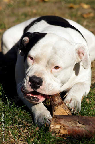 Bulldogge knabbert an Holz