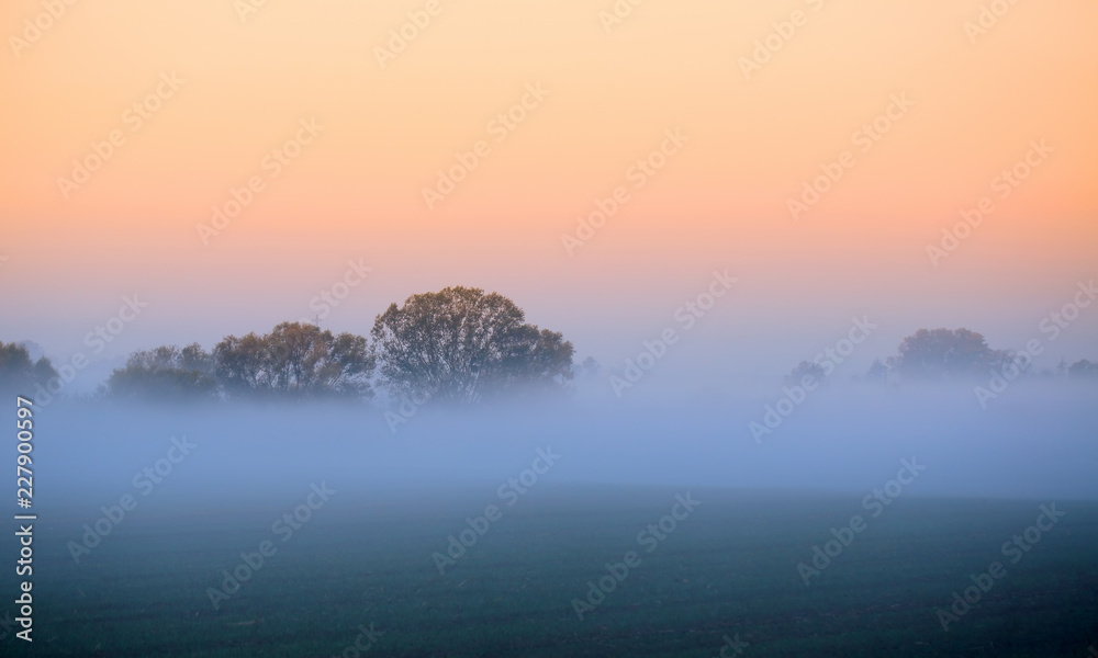 Autumn fog over the field under the trees