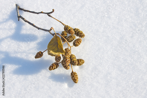 Twig of alder with cones on fresh snow in the rays of the morning sun