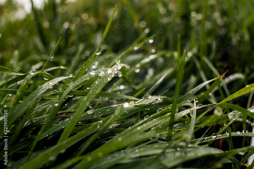 Close-up of fading grass covered with dew in the soft light of a fresh morning in early autumn. Close-up of fading grass covered with dew in the soft light of a fresh morning in early autumn.