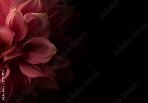 Partial close-up of a delicate Dahlia flower emerging from dark background. Shallow depth of field with soft focus on a single petal.