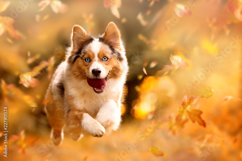 Pies, Owczarek australijski skoki w jesienne liście