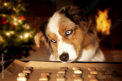 Dog; Australian Shepherd steals dog biscuits from baking tray photo