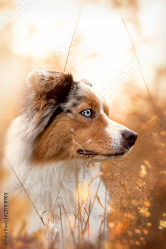 Fototapeta Naklejka Na Ścianę i Meble -  Dog, Australian Shepherd in autumn