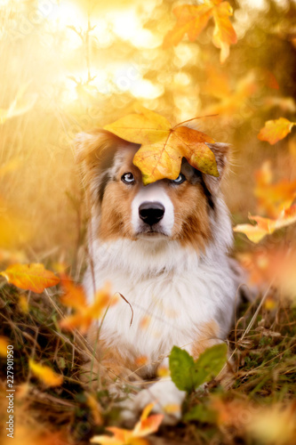 Dog, Australian Shepherd fall foliage with leaf on the head