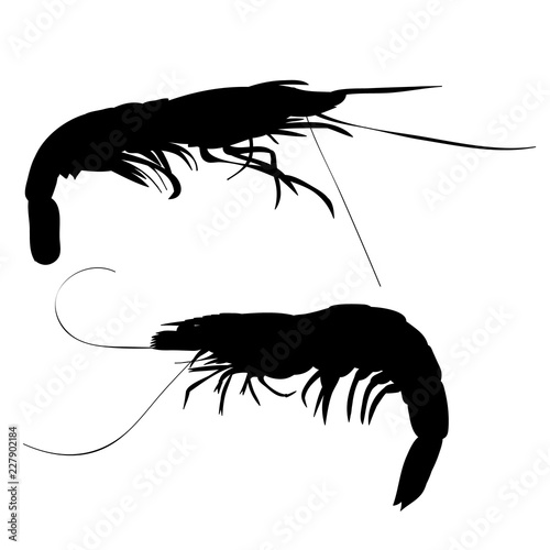  on white background, shrimp black silhouette