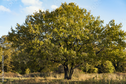 landscape with an oak tree