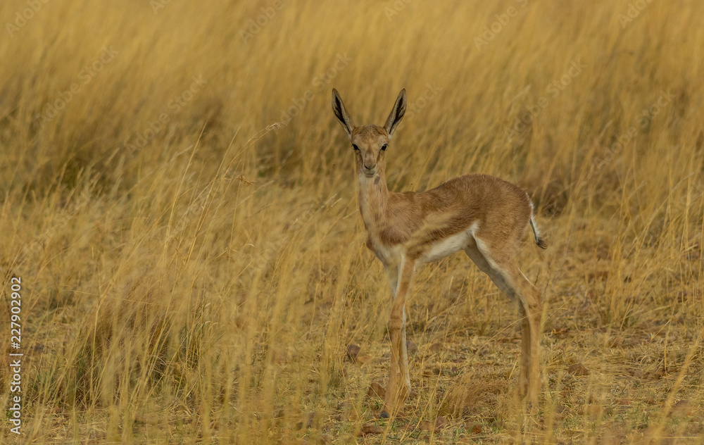 A young springbok calf hides away in the grass on the African plain image with copy space in landscape format A young springbok calf hides away in the grass on the African plain image with copy space in landscape format