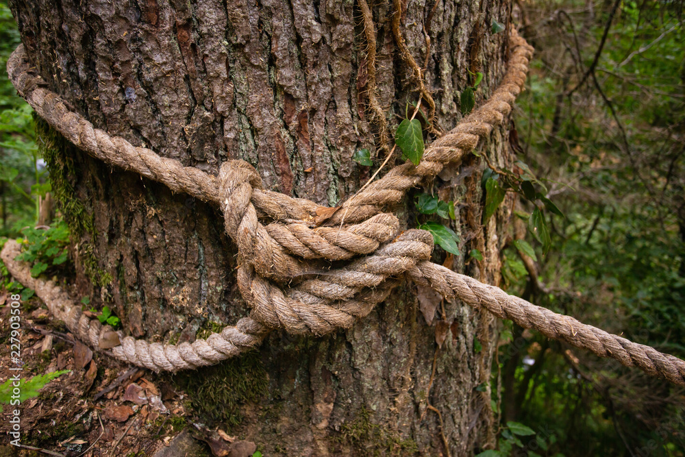 Rope knot at the tree