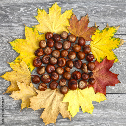 Brown chestnuts on the background of autumn leaves