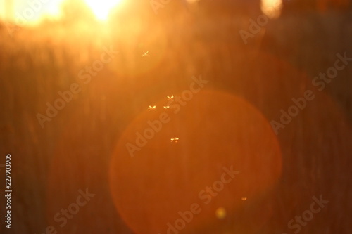 flies in the sunshine at sunset