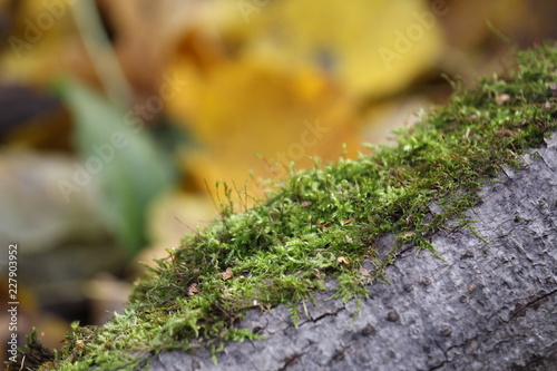 green moss on a tree