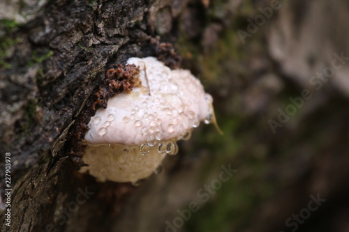 mushroom in forest