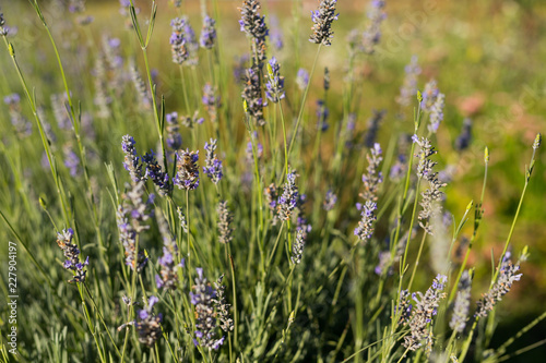 Lavender in a Field on a Sunny Day